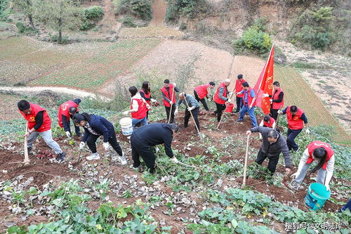 河南省陆浑水库管理局青年志愿者开展 刨红薯助农 活动