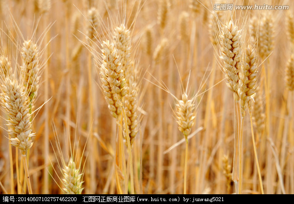 小麦,农作物,植物花草,摄影,汇图网www.huitu.com