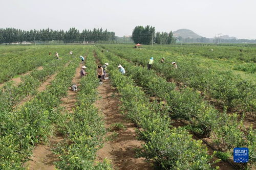 河北滦州 发展特色农业促农增收